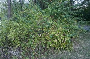 Attempting to capture an entire Morrow's Honeysuckle bush in the frame. This photo was taken in late September at Turtle Pond, Three Creeks Metro Parks (Columbus, Ohio).Lonicera morrowii also known as Morrow's Honeysuckle, or Bush Honeysuckle is considered a highly invasive species. It is even suspected that Lonicera morrowii is allelopathic.