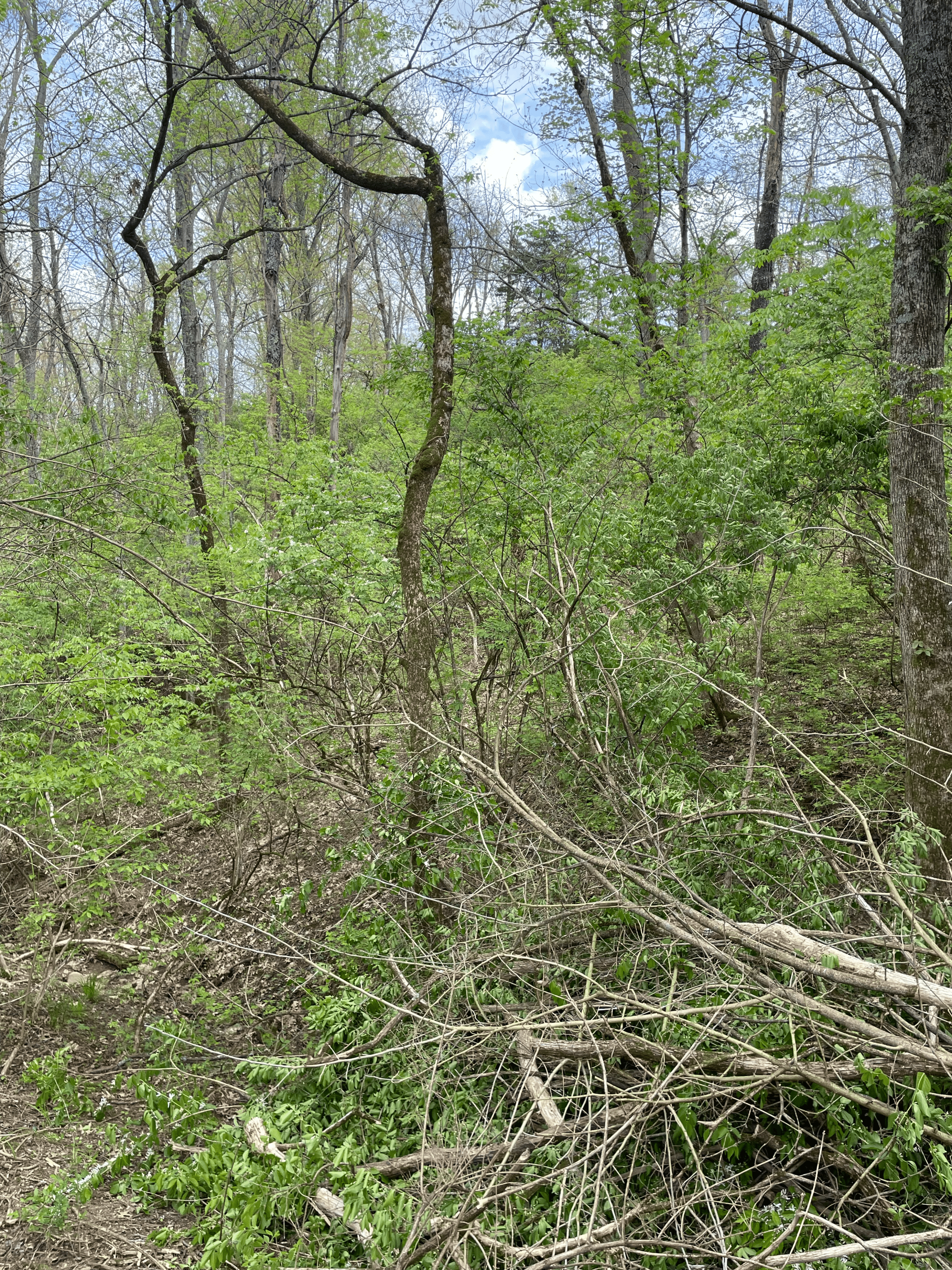 invasive bush honeysuckle in kentucky forest