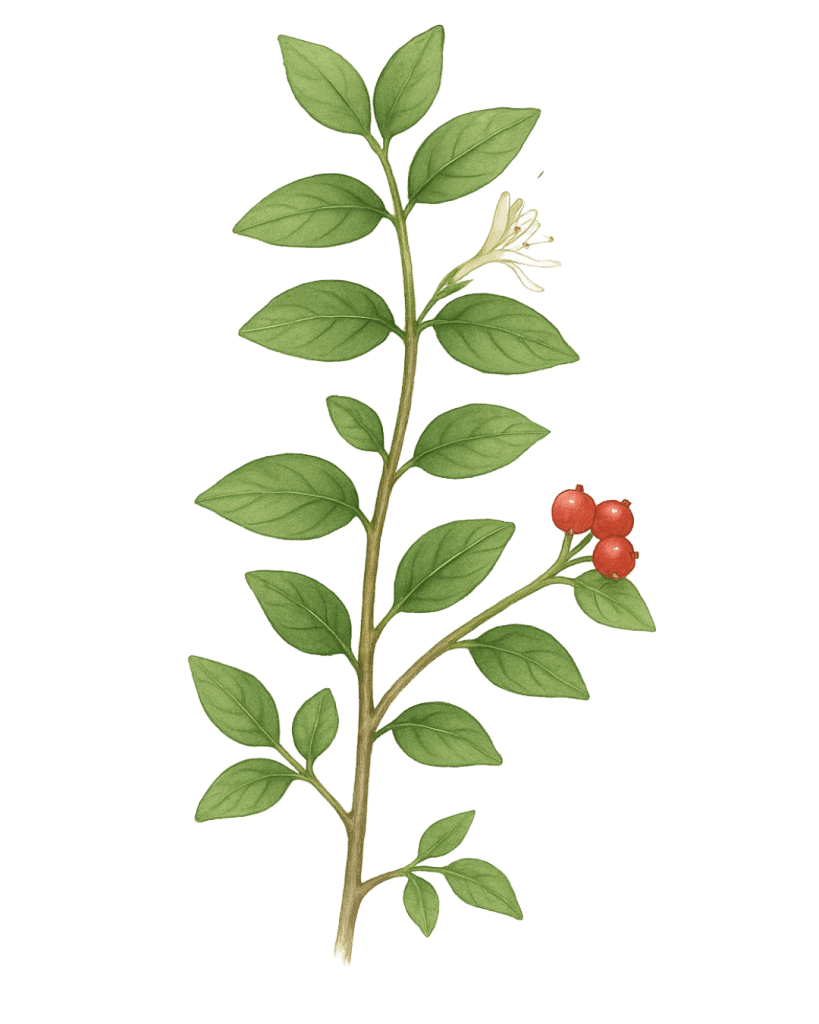 How to Identify Invasive Bush Honeysuckle